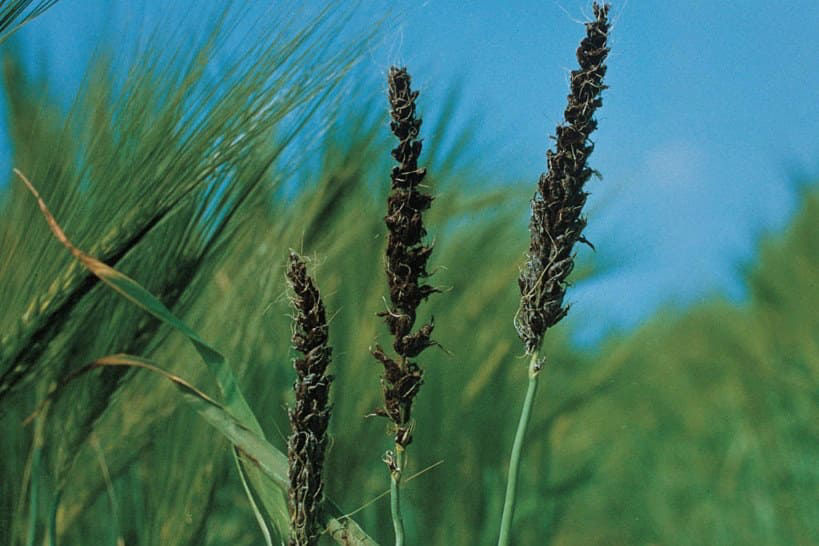 Loose Smut - Barley
